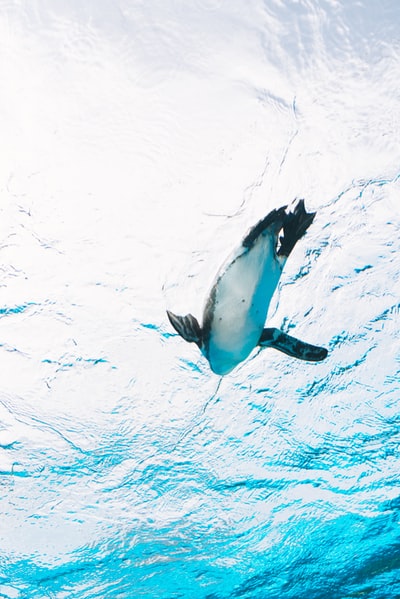 低角度摄影的企鹅游泳
